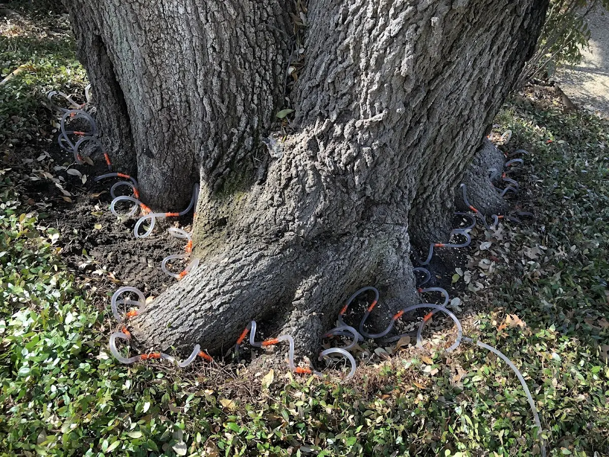 Detailed Shrub and Hedge Trimming job site in Freeman