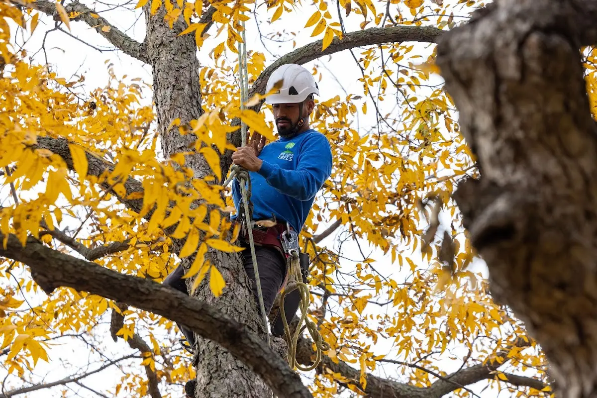 Skilled Tree Trimming crew working in Freeman